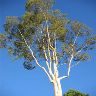 eucalyptus-hydrosol