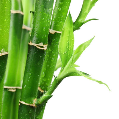 fresh-bamboo-bb-type-fragrance-oil-premium
