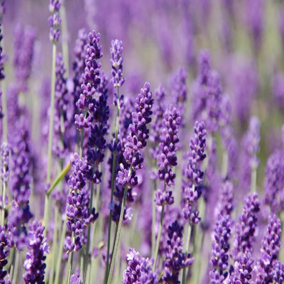 lavender-oil-bulgarian