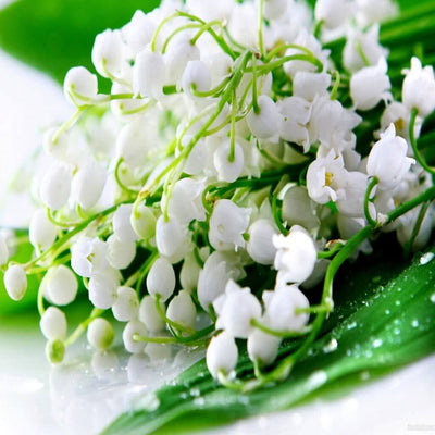 lily-of-the-valley-fragrance-oil