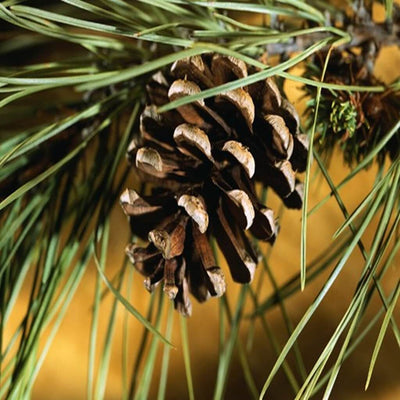 northern-pines-fragrance-oil