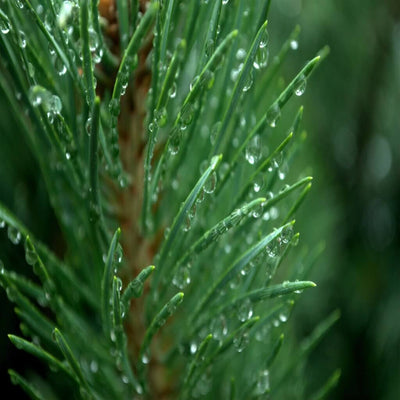 pine-oil