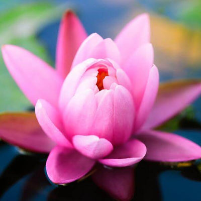 pink-lotus-absolute
