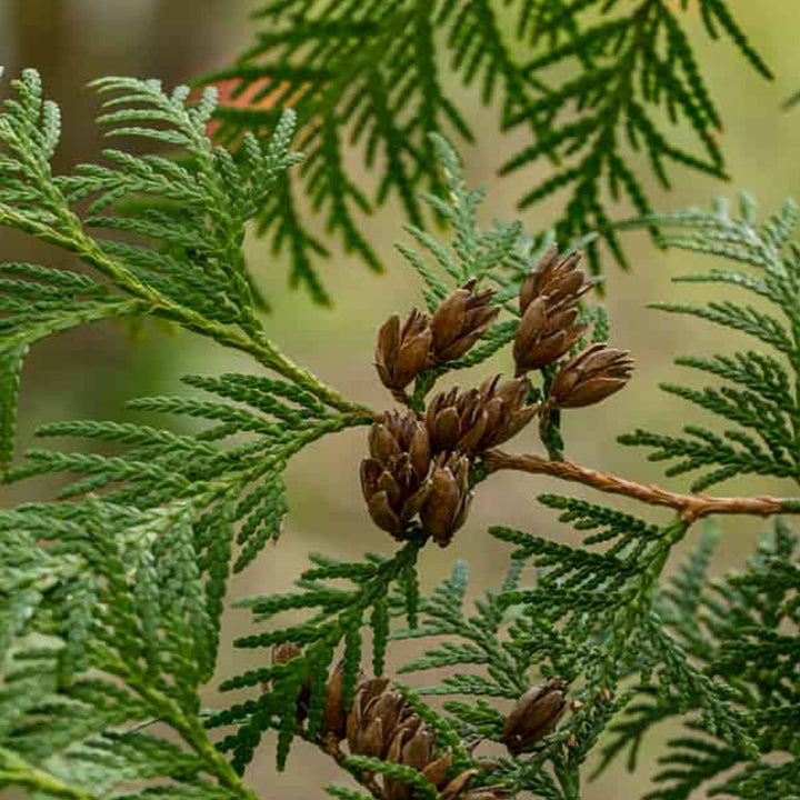 thujawood_720x.jpg?v=1640600295