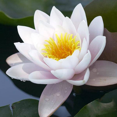 white-lotus-absolute