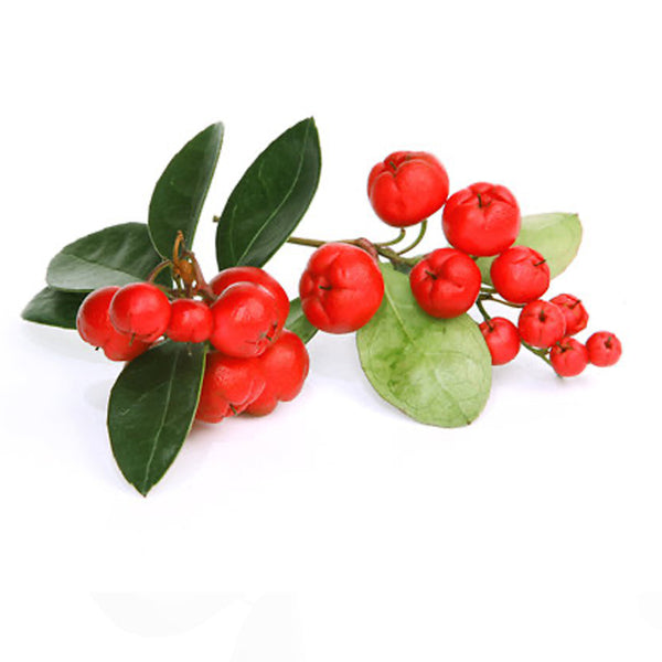 wintergreen_grande.jpg?v=