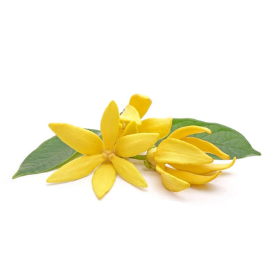ylang ylang moksha - buy pure organic oil online in india at best price